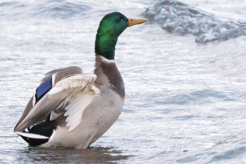 マガモのページ