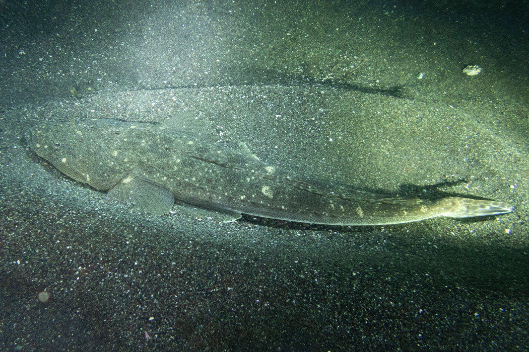 マゴチのページ