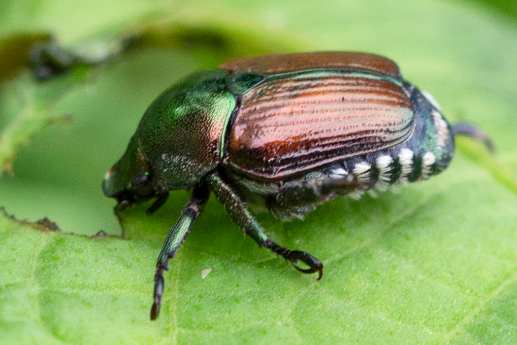 マメコガネのページ