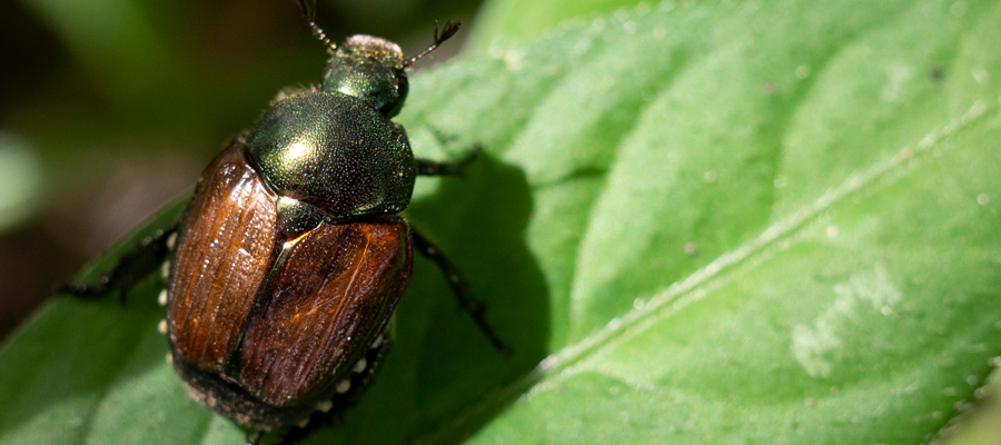 マメコガネの写真