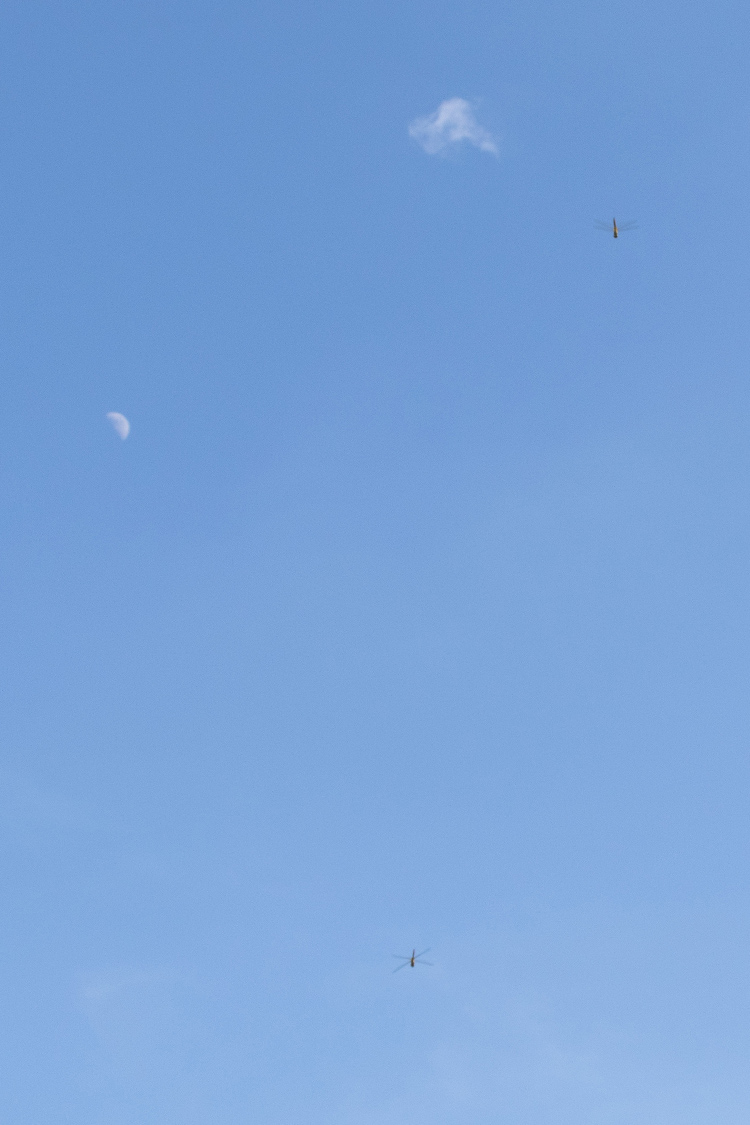 マユタテアカネの画像