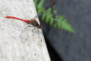 マユタテアカネの色