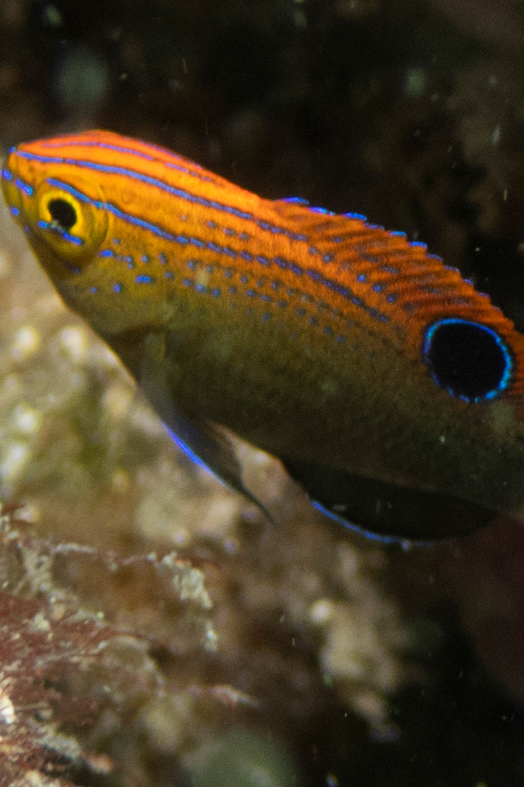 メガネスズメダイの画像