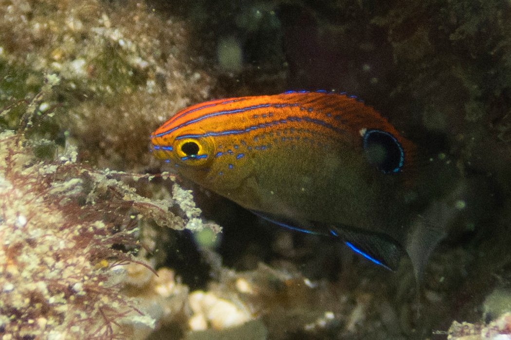 メガネスズメダイのページ