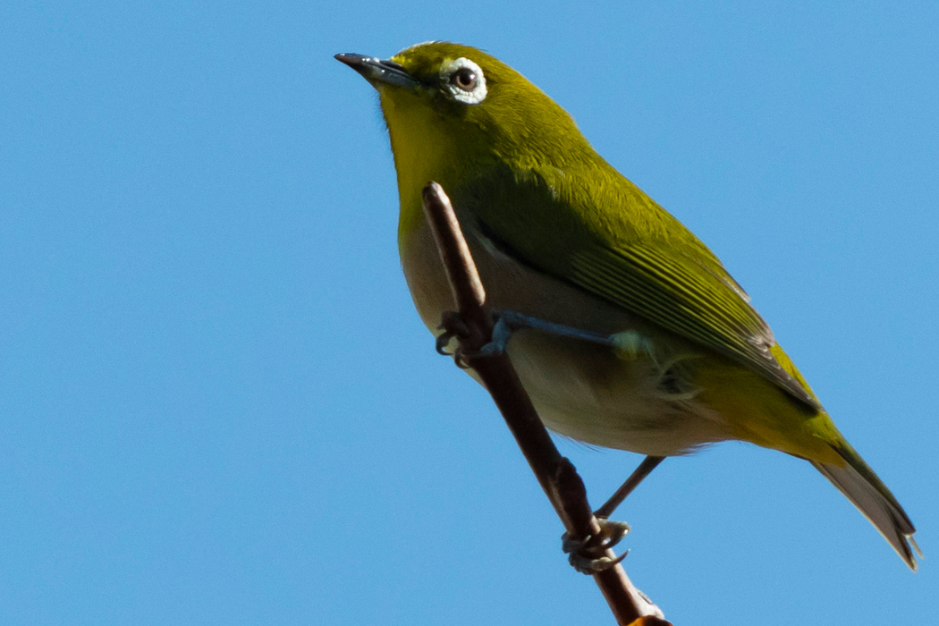 メジロのページ