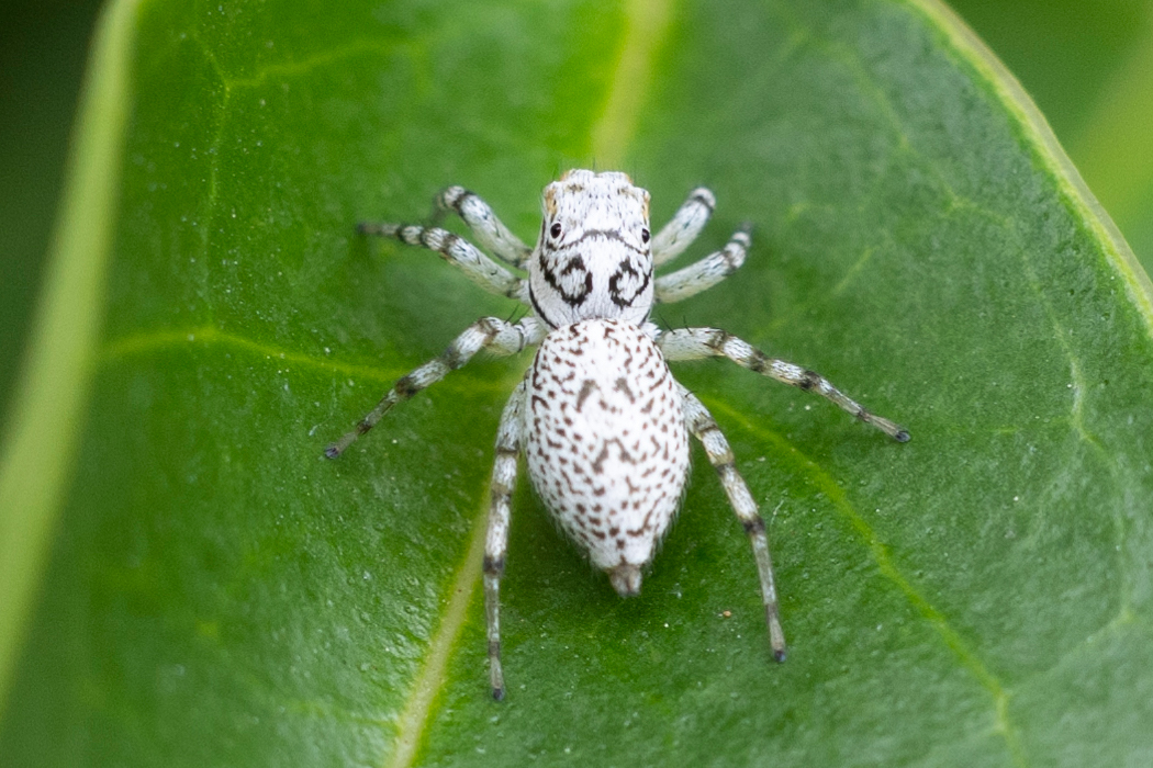 メスジロハエトリのページ