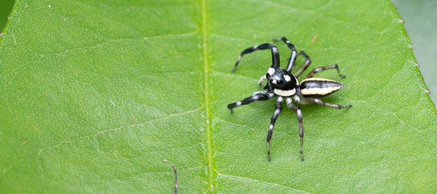 メスジロハエトリの写真