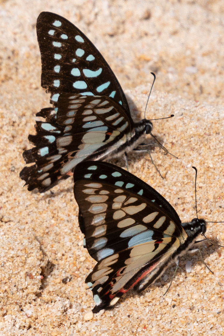 ミカドアゲハの画像