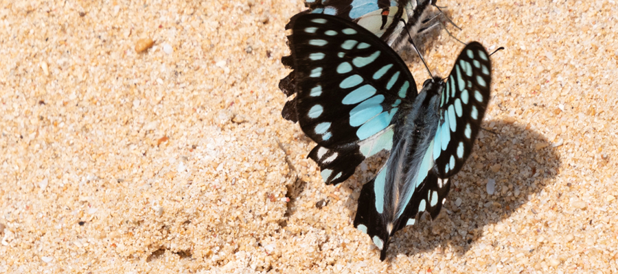 ミカドアゲハの写真