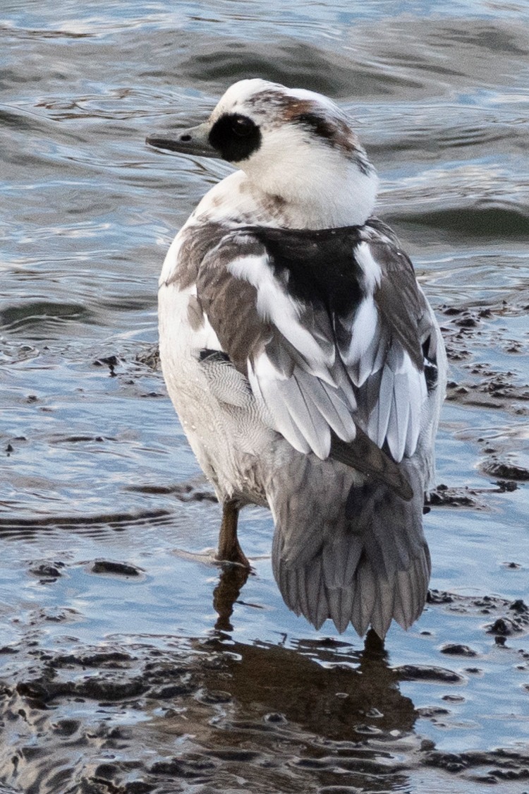 ミコアイサの画像