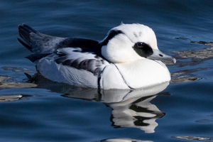 ミコアイサの色