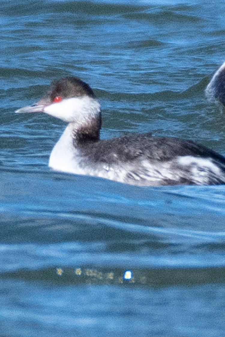 ミミカイツブリの画像