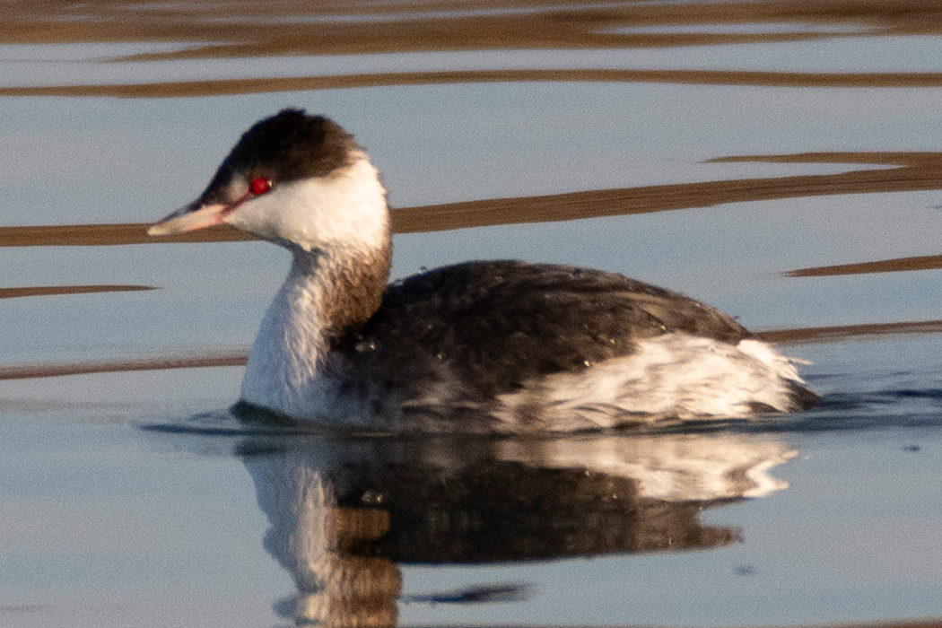 ミミカイツブリのページ