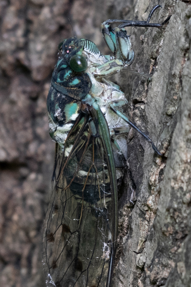 ミンミンゼミの画像