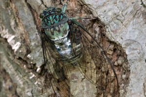 ミンミンゼミの色