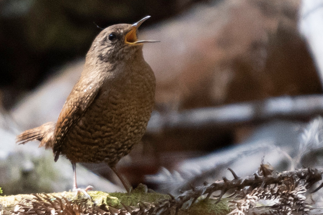 ミソサザイのページ