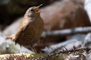 ミソサザイの色