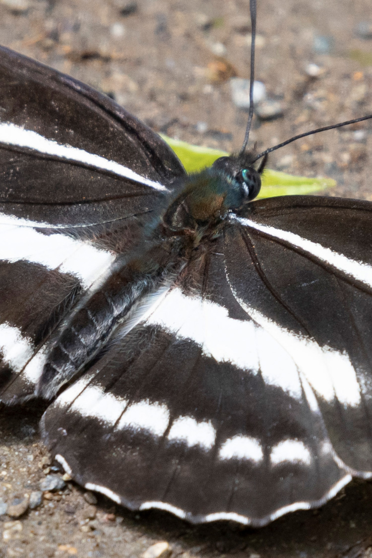 ミスジチョウの画像