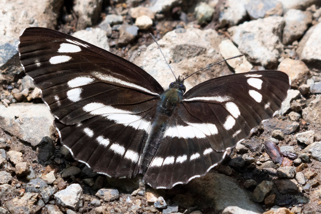 ミスジチョウのページ