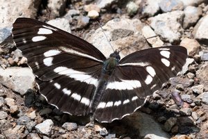ミスジチョウの色