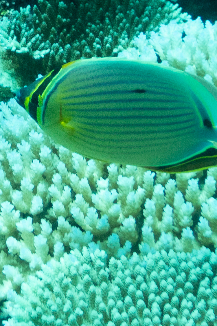 ミスジチョウチョウウオの画像