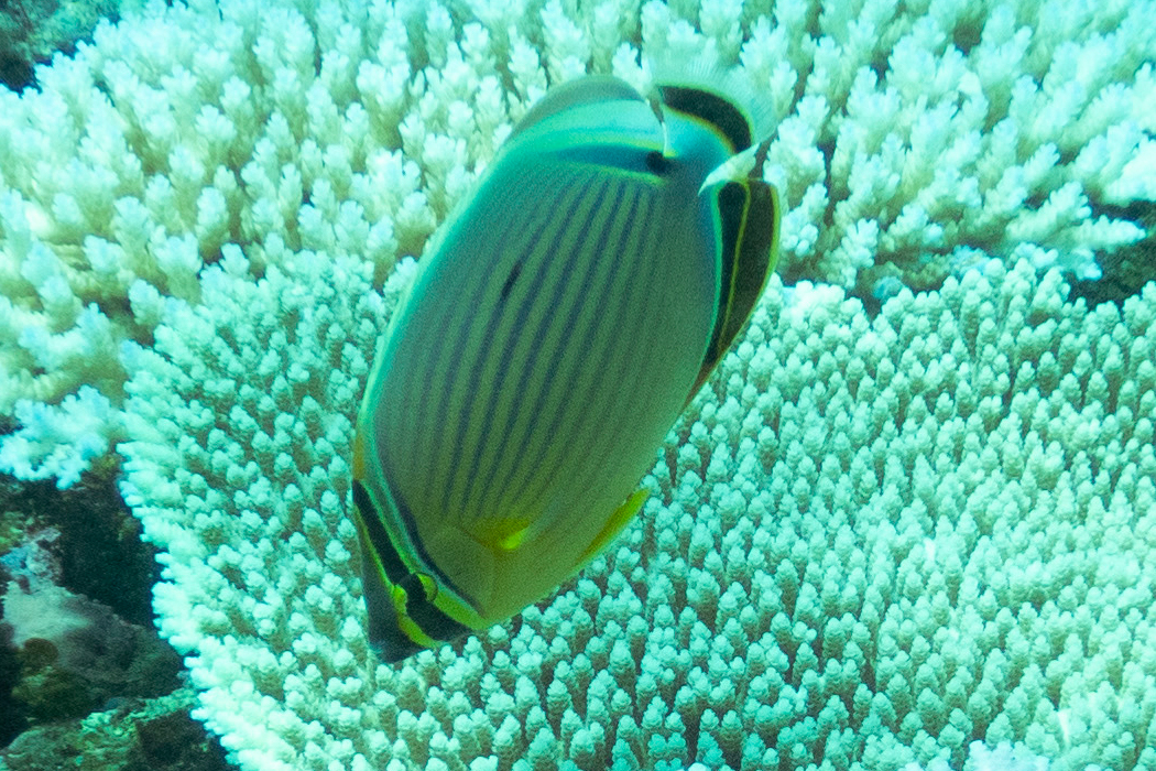 ミスジチョウチョウウオのページ