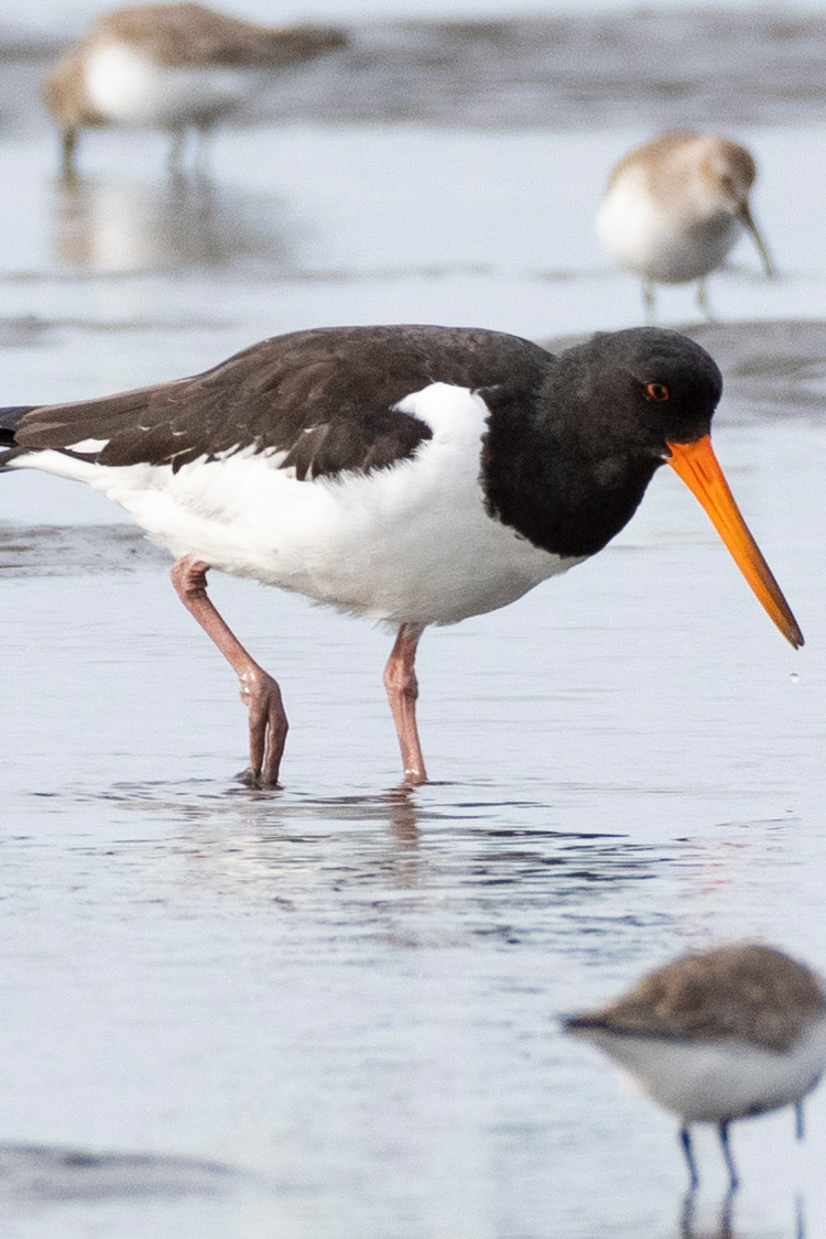 ミヤコドリの画像