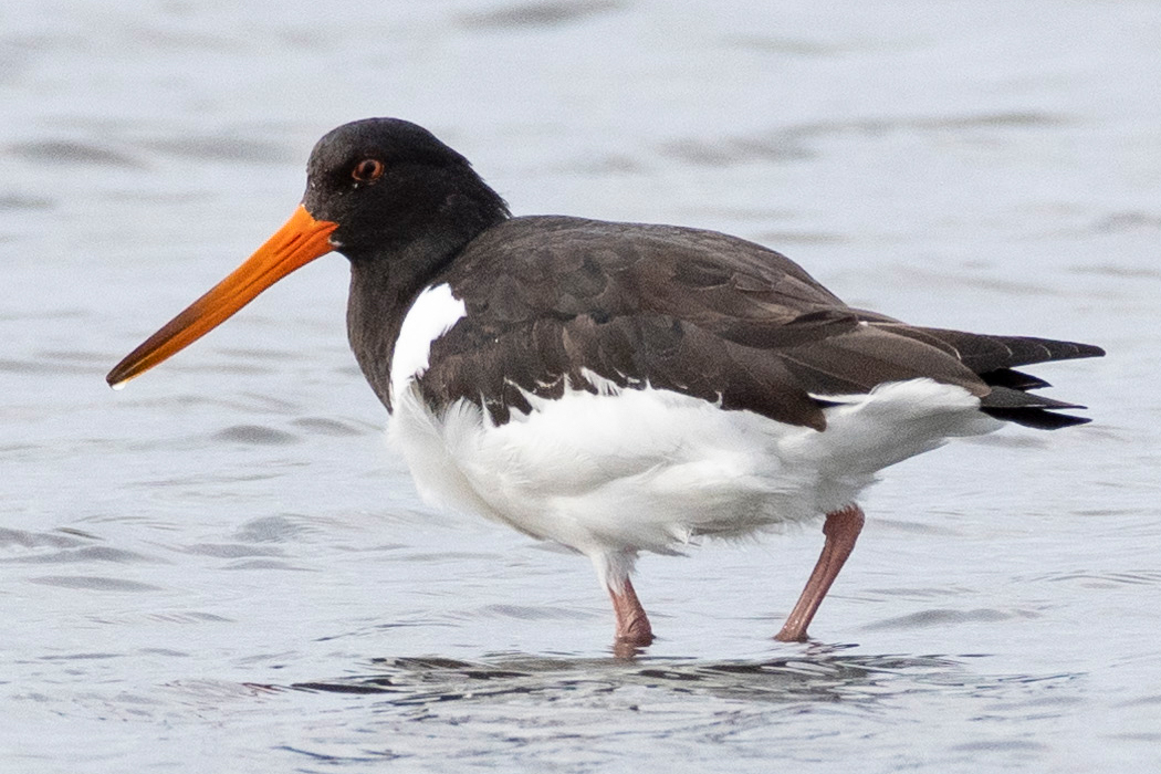 ミヤコドリのページ