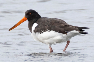 ミヤコドリの色