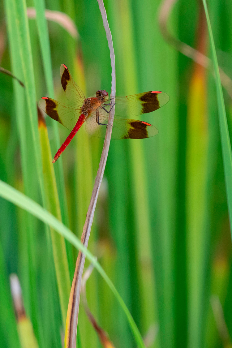 ミヤマアカネの画像