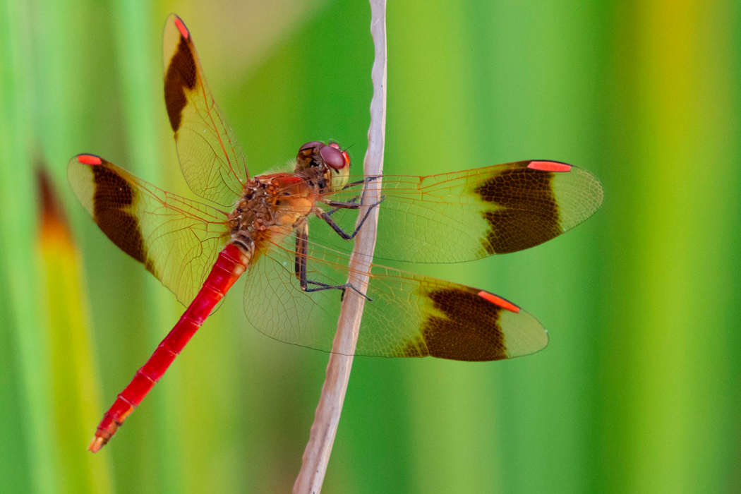 ミヤマアカネのページ
