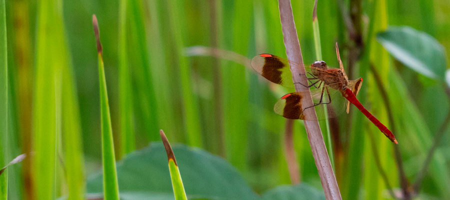ミヤマアカネの写真