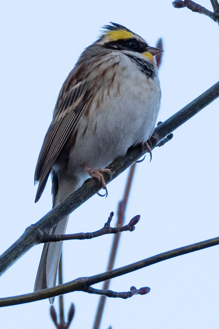 ミヤマホオジロの画像