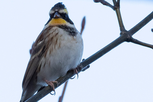ミヤマホオジロの色