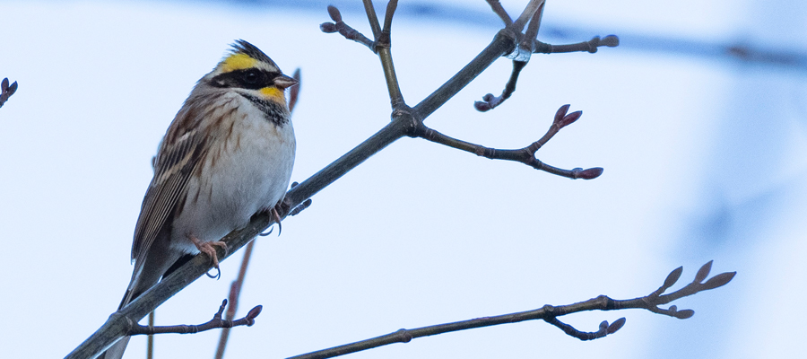 ミヤマホオジロの写真