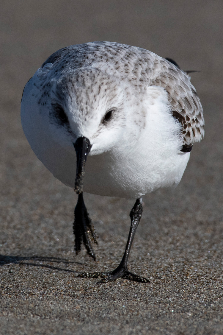 ミユビシギの画像