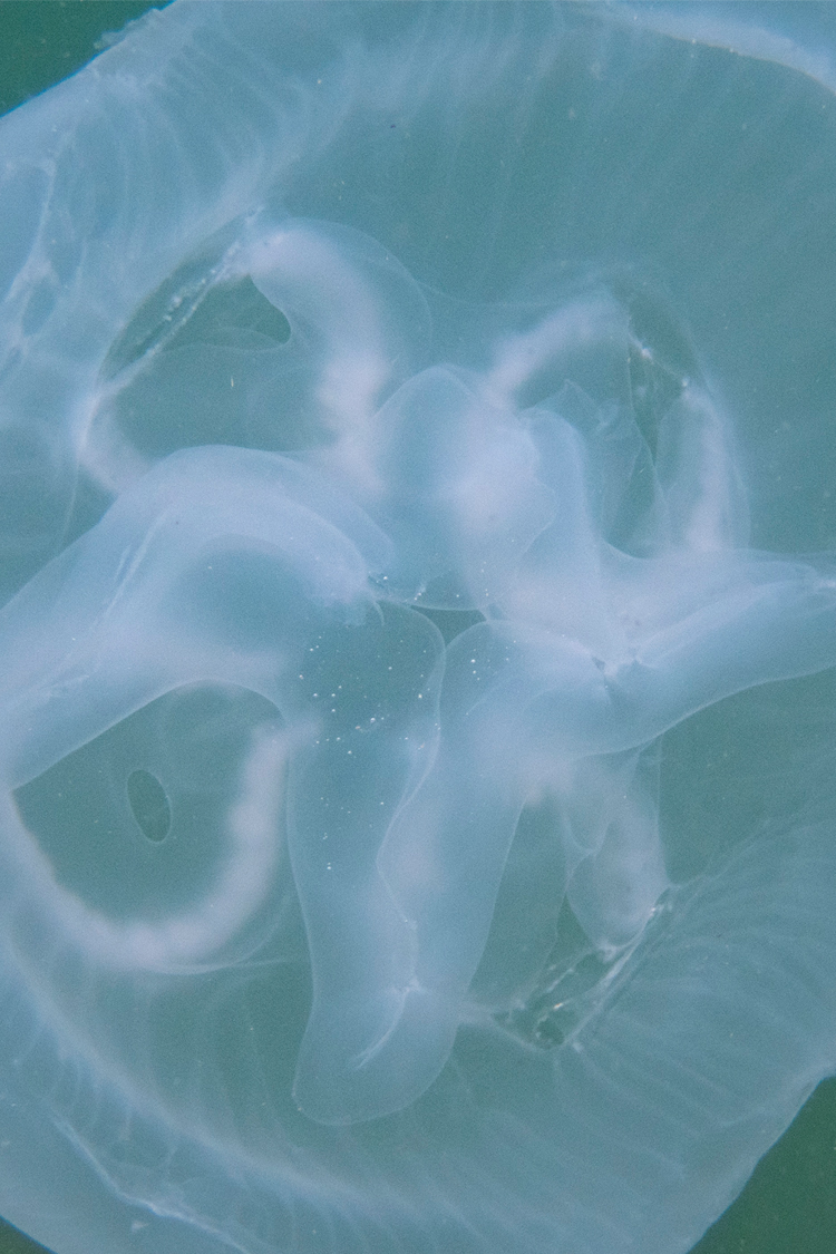 ミズクラゲの画像