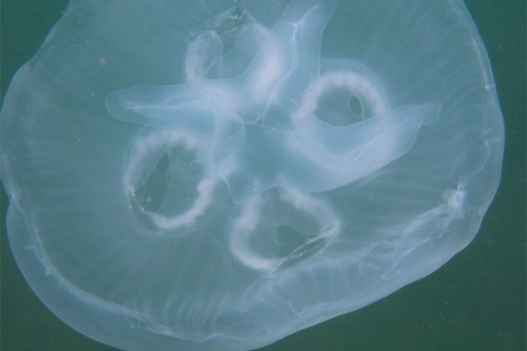 ミズクラゲのページ