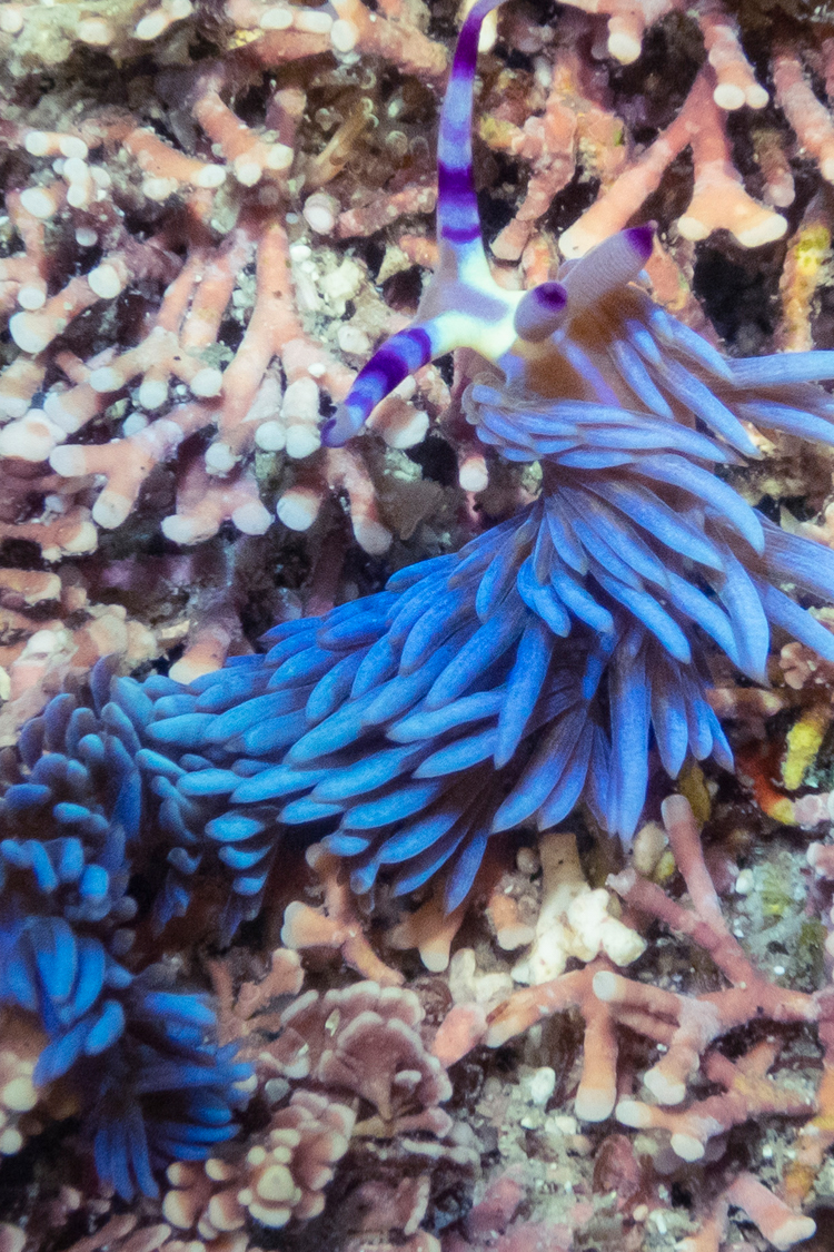 ムカデミノウミウシの画像