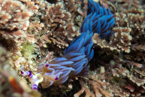 ムカデミノウミウシの色