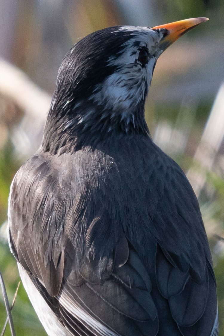 ムクドリの画像