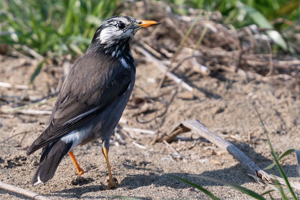 ムクドリのページ