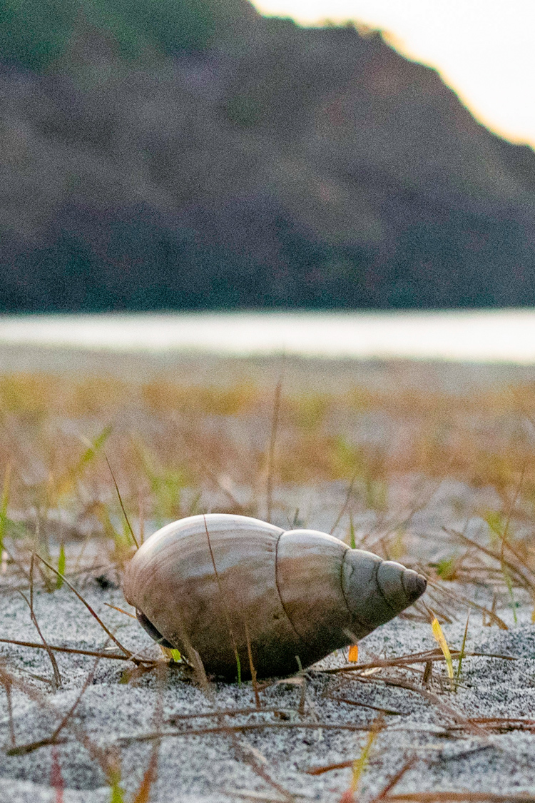 ムラサキオカヤドカリの画像