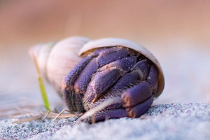 ムラサキオカヤドカリの色
