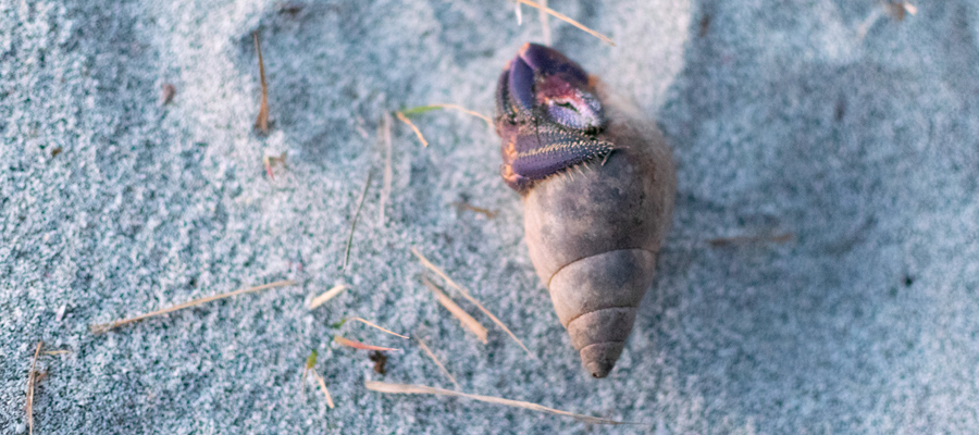 ムラサキオカヤドカリの写真