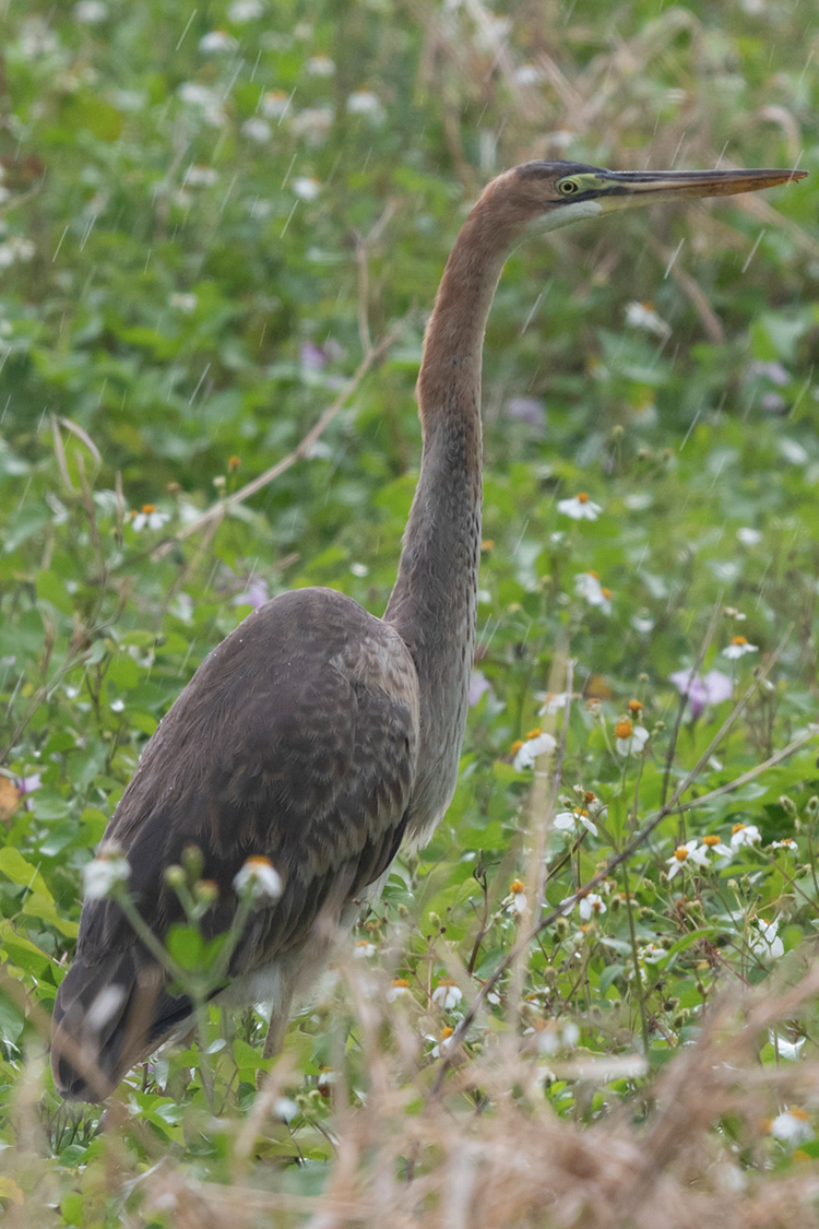 ムラサキサギの画像