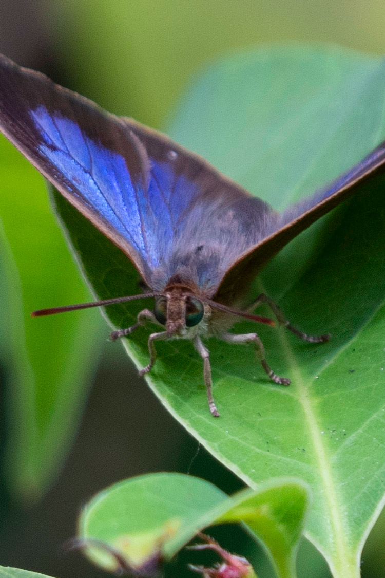 ムラサキシジミの画像