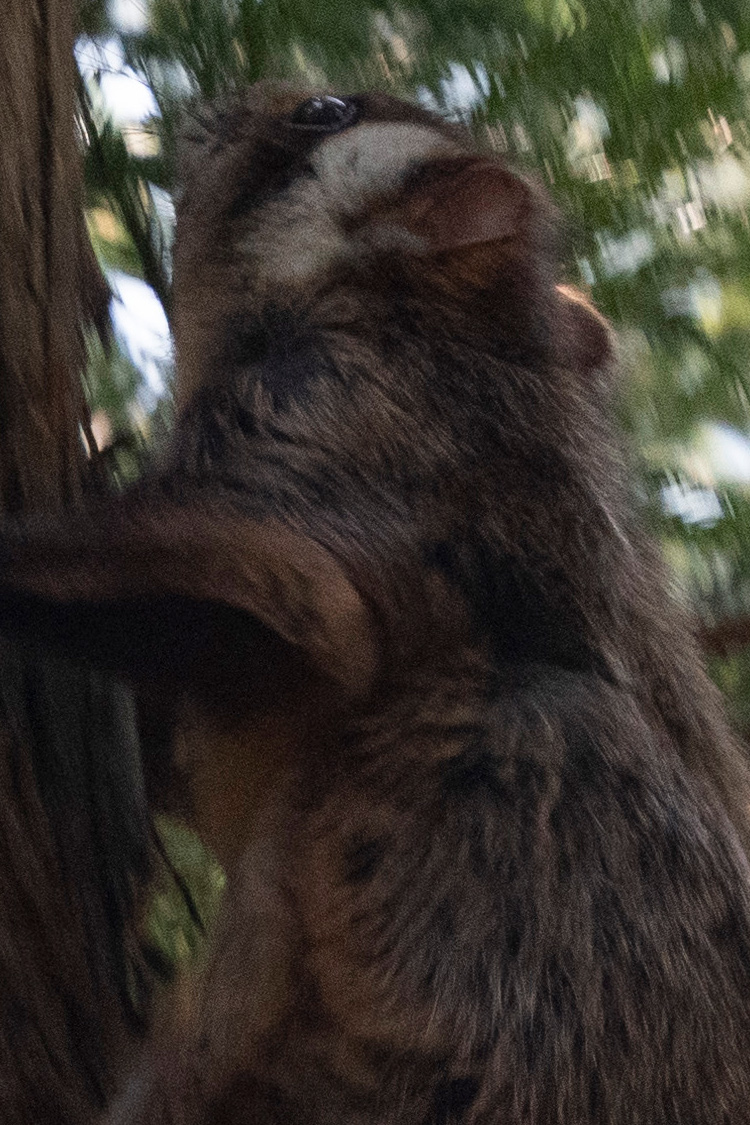 ムササビの画像