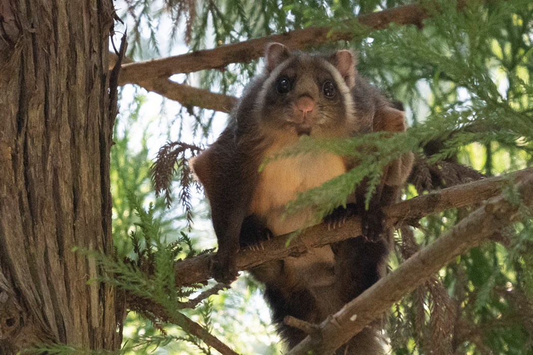 ムササビのページ