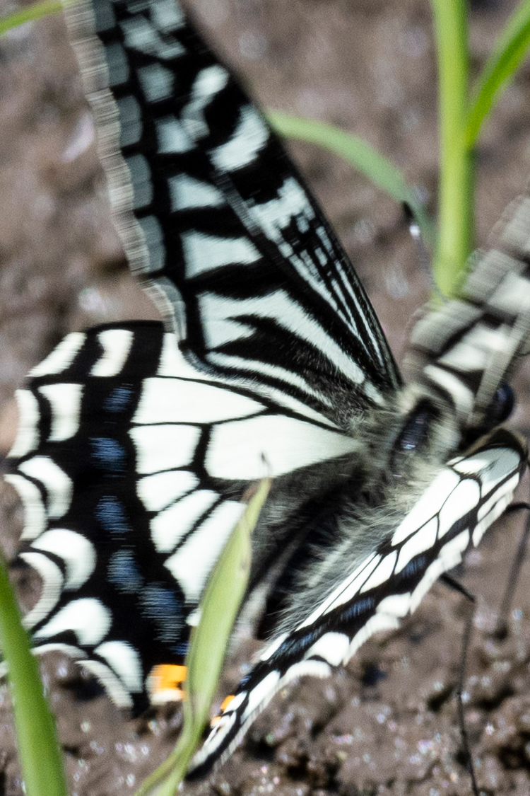 ナミアゲハの画像